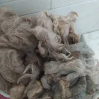پشم گوسفند شسته شده