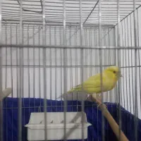 قناری نر  کوتاه بلند خون|پرنده|تهران, مسعودیه|دیوار