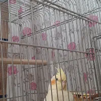 عروس هلندی نر و ماده