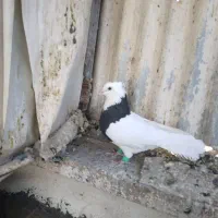 بهبهانی طوقی وشهری قهوه ای وسرور|پرنده|شیراز, اکبر آباد|دیوار