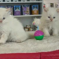 پرشین ردپوینت|گربه|مشهد, هنرستان|دیوار