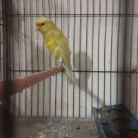 قناری ماده|پرنده|سلماس, |دیوار