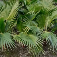 پالم|گل و گیاه طبیعی|رشت, فلسطین|دیوار