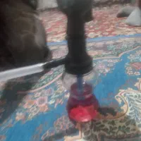 یک قلیون فروشی نو نو