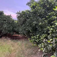 ۲۴۵۰ متر باغ مرکبات مرتب ۱۰۰ متری آسفالت|فروش زمین و ملک کلنگی|کیاکلا, |دیوار