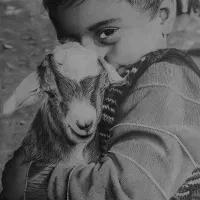 سفارش نقاشی