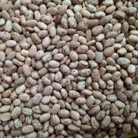 فروش لوبیا چیتی به صورت عمده وخرده