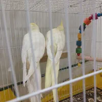 عروس هلندی با قفس|پرنده|تربت جام, میرقوام الدین|دیوار