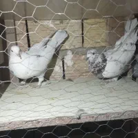 فروشی|پرنده|سلطانیه, |دیوار