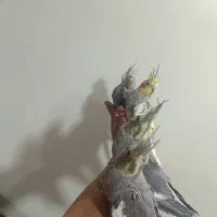 شیش عدد عروس هلندی مولد و جوجه|پرنده|ملایر, |دیوار