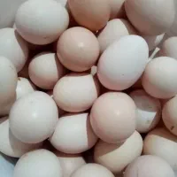 یومورتا درجه یک تازه