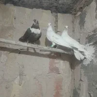 ۴تا کفتر پرشی