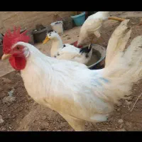 فروش مرغ و خروس