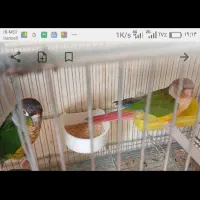 طوطی کوتوله برزیلی مولد ملنگو جفت وتکی|پرنده|خمینیشهر, |دیوار