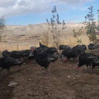 بوقلمون محلی ارگانیک طبیعی