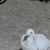 کفتر سار  در بلوار دوم گمشده هرکی گرفته تماس بگیره|پرنده|مشهد, شهید قربانی|دیوار