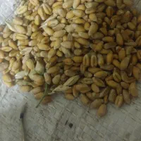 گندم کاسکوژن،و اوکلید
