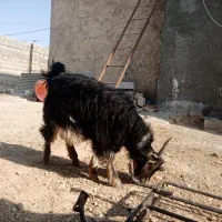 کهره نر
