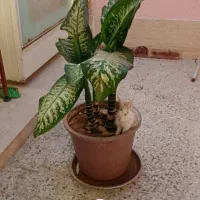 خرگوش کوچولوی بازیگوش بامزه|موش و خرگوش|شهرکرد, |دیوار