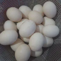 تخم اردک|حیوانات مزرعه|گالیکش, |دیوار