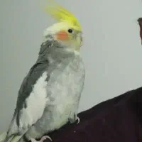گمشده