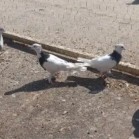 کفتر سینه ای خوش رنگ و طوقی و دم گیر ۱۵۰۰۰۰|پرنده|خمینی‌شهر, |دیوار