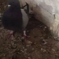 دوتا نر فروشی