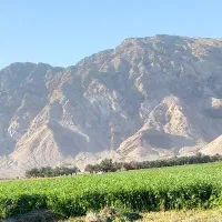 بیده دست پیچ