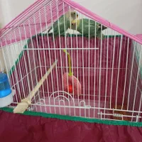 کتوله آماده دستی کردن وسخنگورنگ خاص۷۰۰|پرنده|کرمان, |دیوار