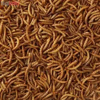 کرم میلورم خشک و زنده