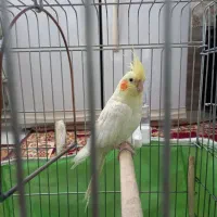 عروس هلندی ماده|پرنده|شریف‌آباد, |دیوار
