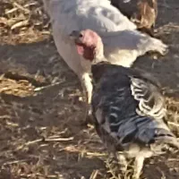 بوقلمون|حیوانات مزرعه|طاغنکوه, |دیوار