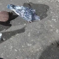 کفتر پرشی وزدخوردی