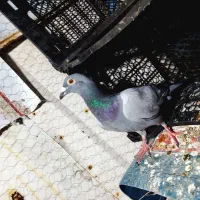 کفتر|پرنده|نهبندان, |دیوار