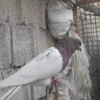 سپع نر و کلفه ماده گرفتنی،|پرنده|ویلکیج, |دیوار