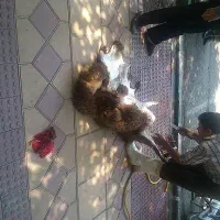 گوسفند خونی برای چشم زخم