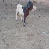 یکساله جنس دار فروشی|حیوانات مزرعه|تربت جام, معدآباد|دیوار