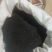 دانه پیاز محلی طارم|گل و گیاه طبیعی|چورزق, |دیوار