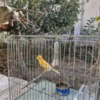 قناری نر و ماده همه رنگ جوان