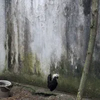 مرغ لهستانی تخم گذار