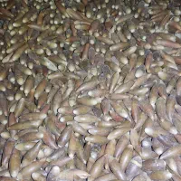 حیوانات مزرعه|حیوانات مزرعه|دهدشت, |دیوار