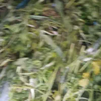 فروش ضایعات سبزی و کاهو