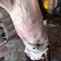 گوسفند تازه ذبح شده