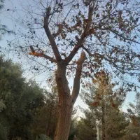 باغبانی مجتمع|خدمات باغبانی و درختکاری|یزد, |دیوار