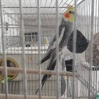 عروس هلندی