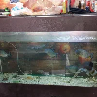 ماهی و اکواریوم