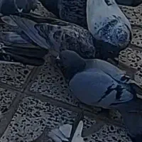 ۵جفت کفتر پلاکی اصل کویتی|پرنده|آبدانان, |دیوار