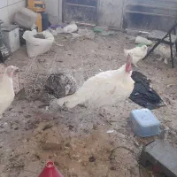 فروش بوقلمون|حیوانات مزرعه|فسا, |دیوار