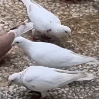 سلام دوتا ماده خوب خال قرمزا بای نر