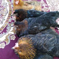 مرغ خانگی|حیوانات مزرعه|جلین, |دیوار